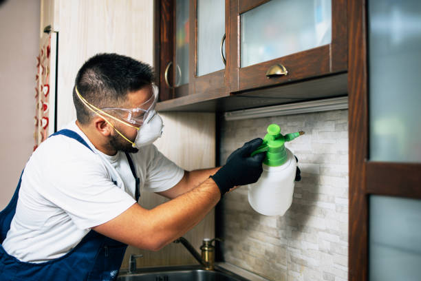 Best Wasp Removal Services  in Springfield, NE
