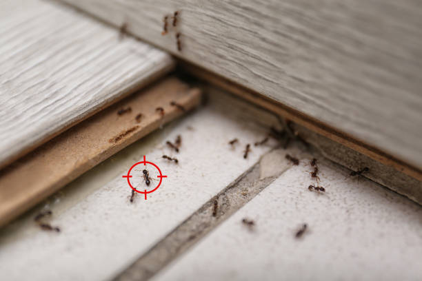 Spider Control Near Me in Springfield, NE
