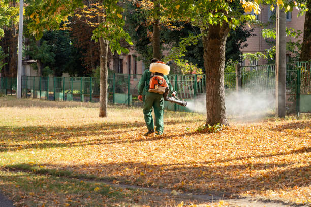 Best Termite Control Services  in Springfield, NE
