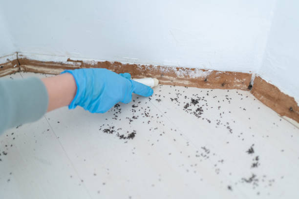 Best Pest Control Near Me  in Springfield, NE